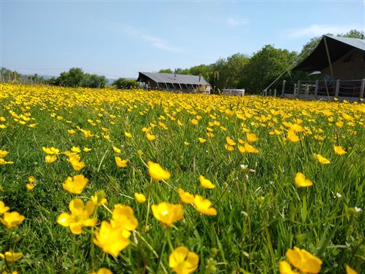 safari tents with buttercups in the spring